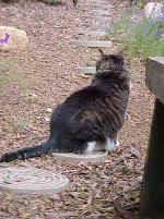 Tiger enjoys a day in the garden