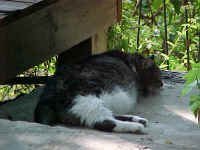 Sleeping Tiger, July 21, 2002