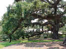 Live Oak